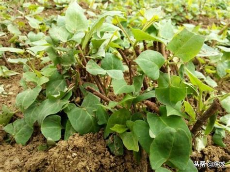 何首烏種植方法|何首烏怎麼種植？何首烏的繁殖要點與種植方法介紹